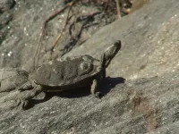 Onechte landkaartschildpad [Graptemys pseudogeographica]
